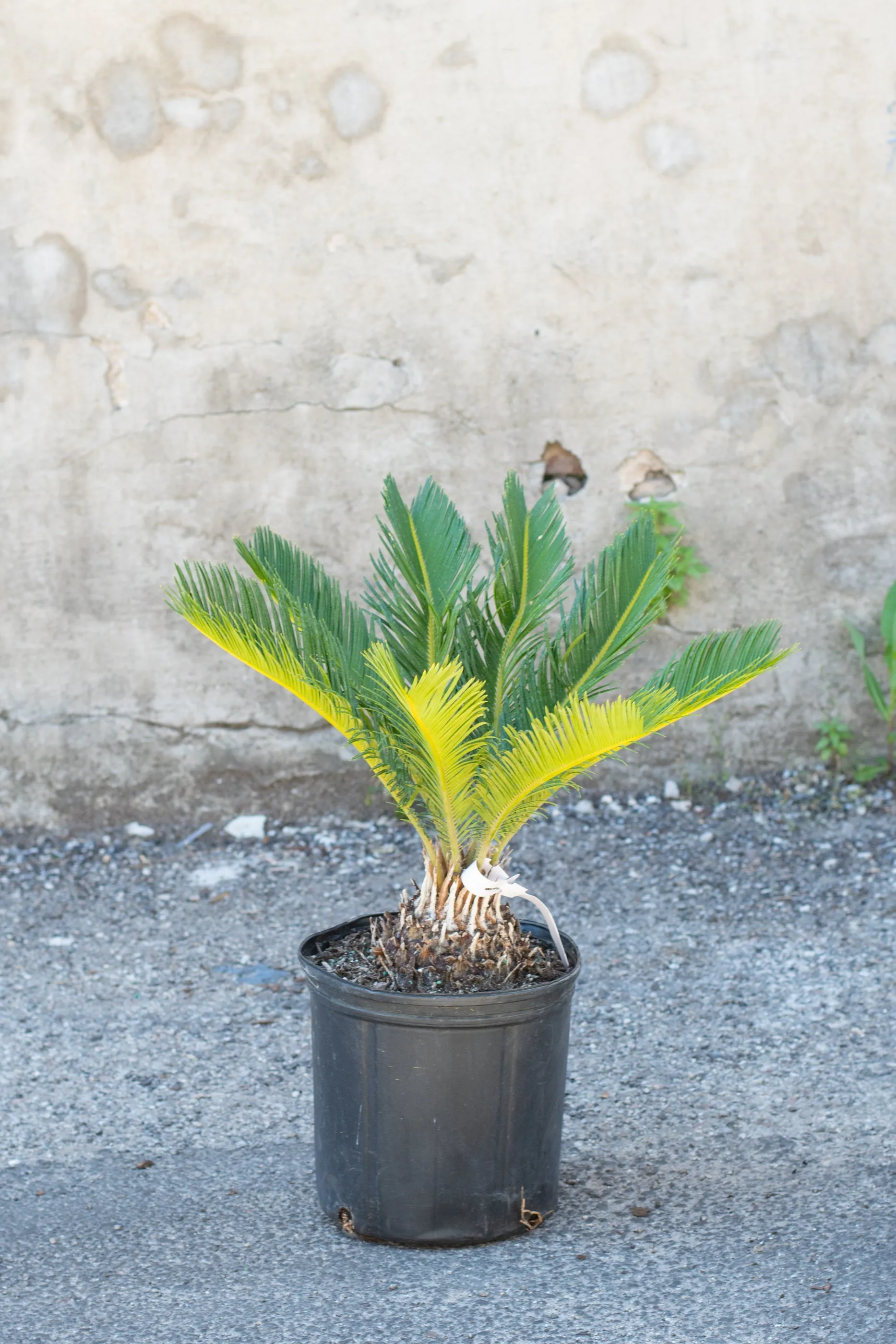 Cycas revoluta "King Sago Palm" 10"