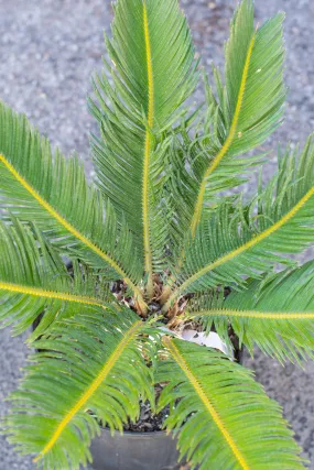 Cycas revoluta "King Sago Palm" 10"