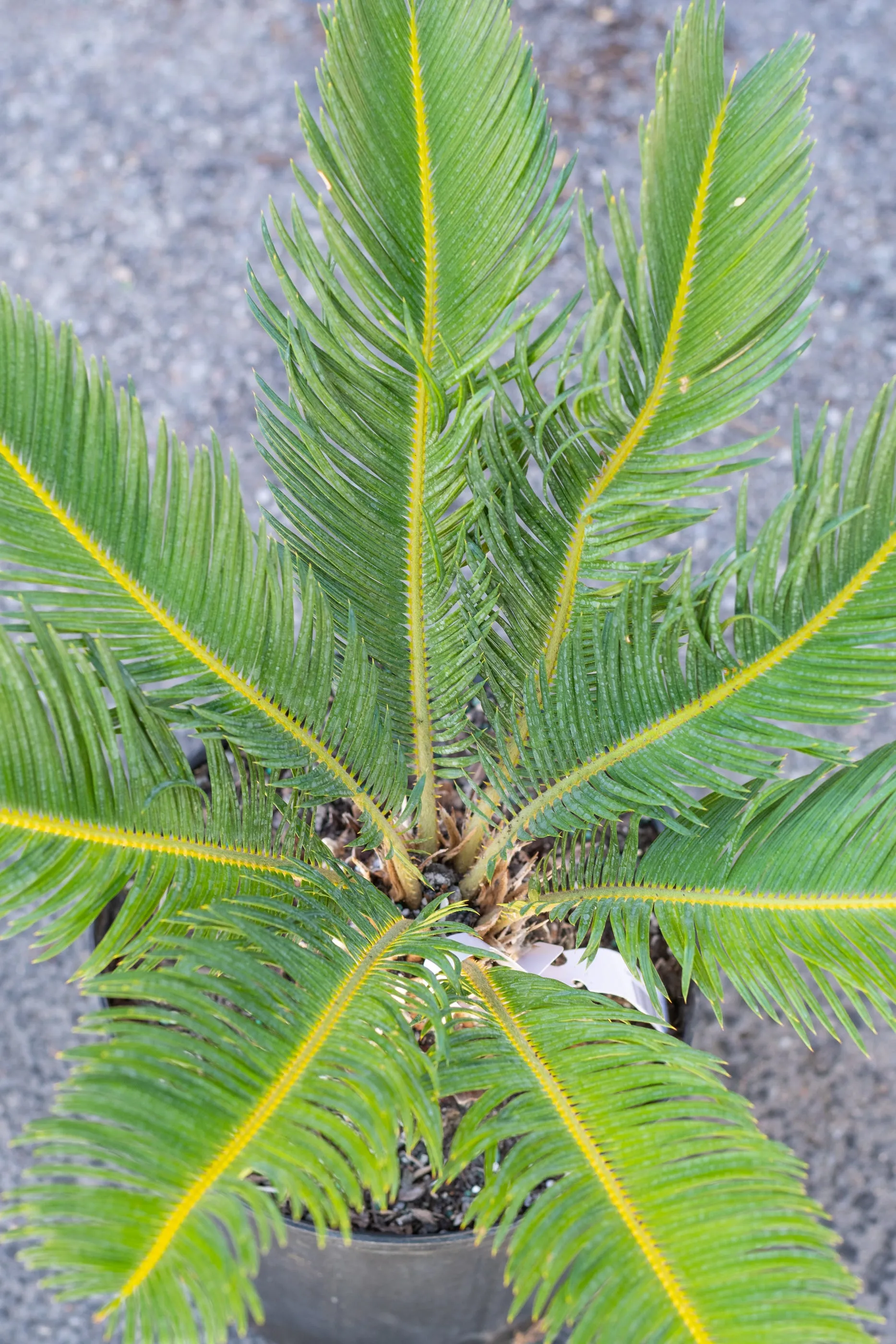 Cycas revoluta "King Sago Palm" 10"